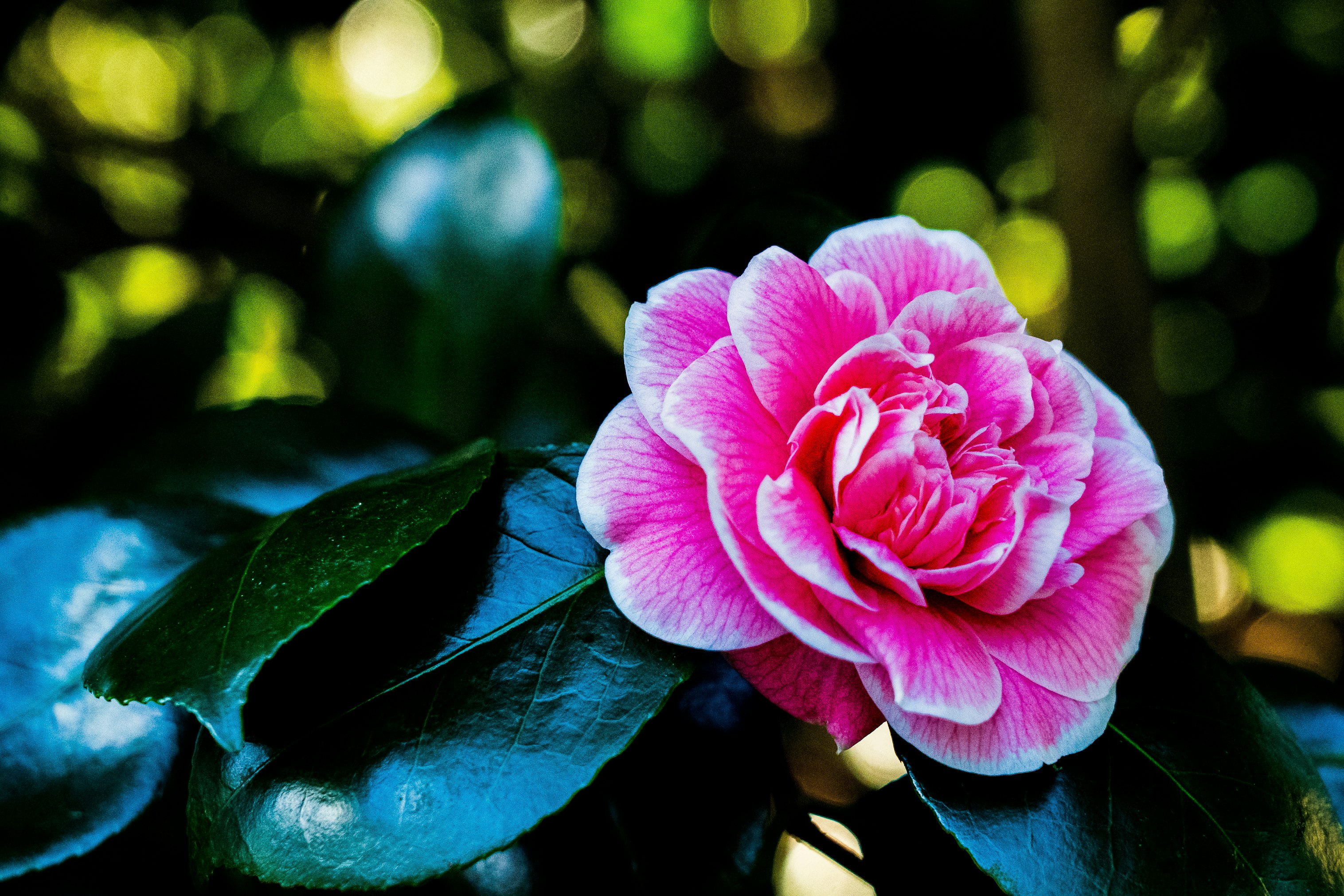 pink flower in tilt shift lens